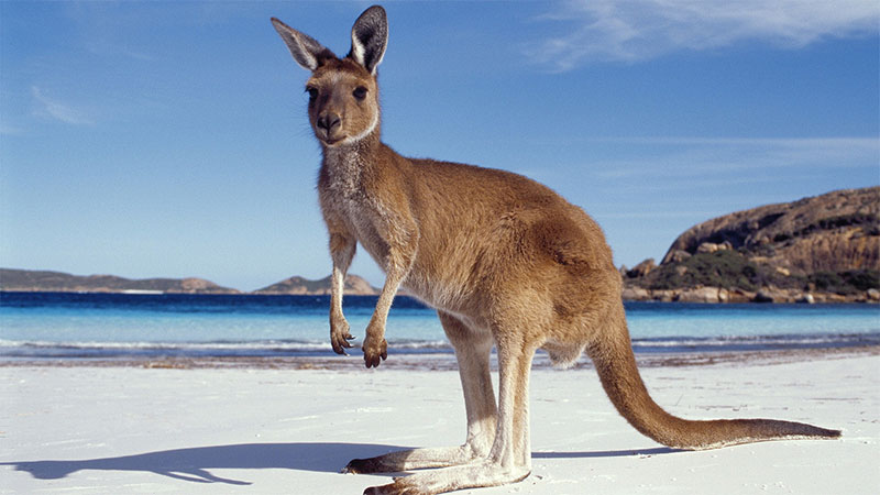 Illustration for article titled Australian Animals That Won't Kill You, Ranked